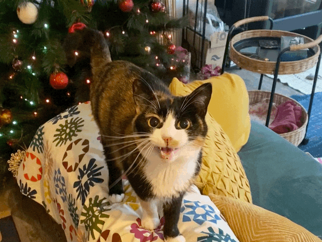A looping GIF of a cat, meowing from the top of a sofa.